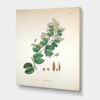 DesignArt 'Антички ботаники xiii' фарма куќа платно wallидна уметност печатење