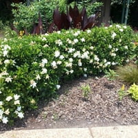 Август убавица градинарска бела цветање зимзелена грмушка - целото сонце во живо на отворено растение