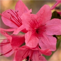 Encore Azalea есенска навивачка розова цветна грмушка - целото сонце во живо на отворено растение