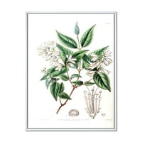 DesignArt 'Антички ботаники x' Традиционална врамена платна wallидна уметност печатење